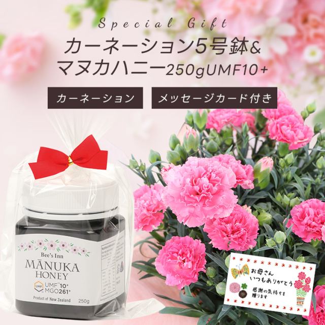 3/31迄早期割引10% 母の日ギフト【送料無料★本州限定】カーネーション5号鉢＆マヌカハニー 250g UMF10＋ メッセージカード付 ご注文受付期間は5月7日12:00まで！