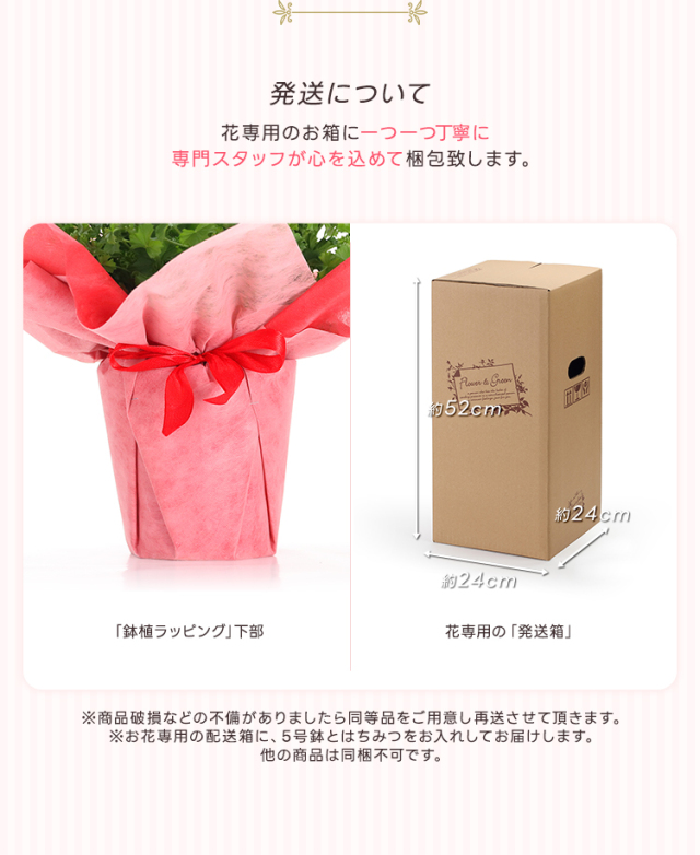 カーネーションさん専用 先行予約＞特大カーネーション 8号（24cm）＜母の日にお届け＞ 【11218