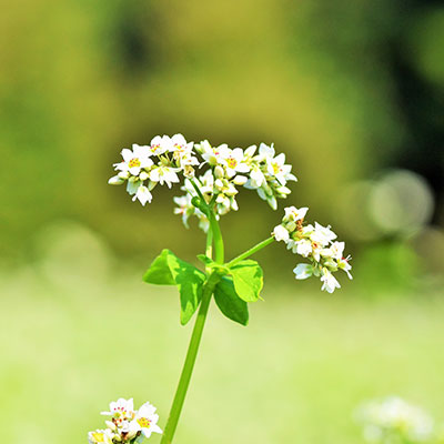 そば 特選蜂蜜  花蜜 純粋蜂蜜 そば 280g そばの花から採れた純粋蜂蜜