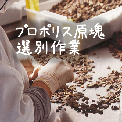 粒状プロポリス 100粒 送料無料