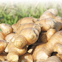 s_しょうがイメージ