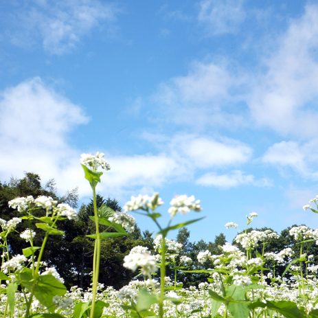 そばの花