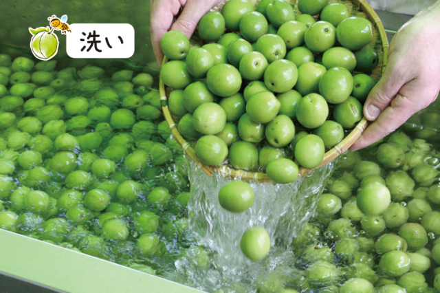 梅の産地、埼玉県寄居中間平