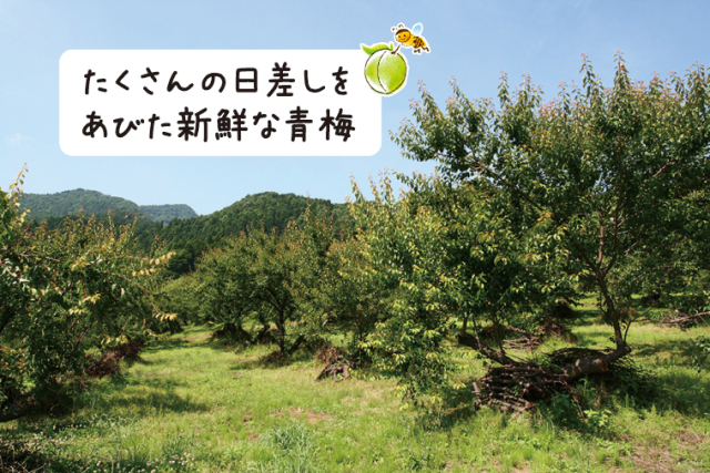 梅の産地、埼玉県寄居中間平