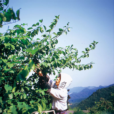 ハニードリンク 梅漬はちみつ 360g(希釈タイプ)国産青梅使用