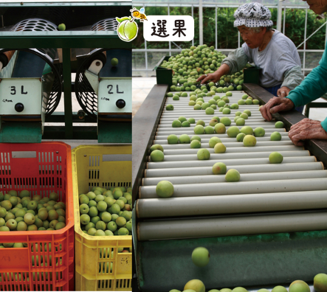 梅の産地、埼玉県寄居中間平