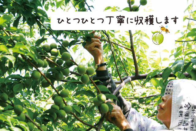 梅の産地、埼玉県寄居中間平