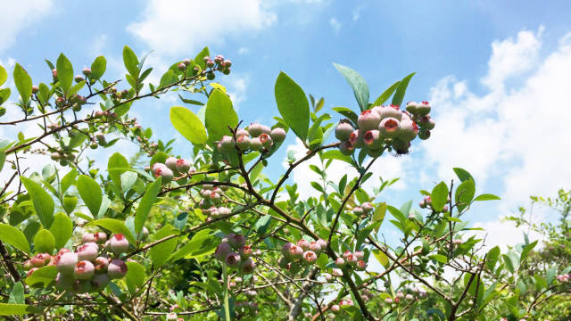湯布院ブルーベリー