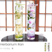 【ハーバリウム】蘭