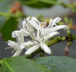 エチオピア ナチュラル モカ　500g