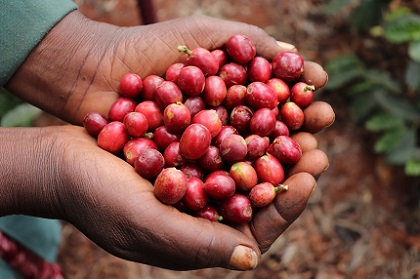 ケニア アダロニアAA 200g