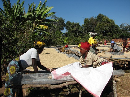 タンザニア　イユラAA　500g