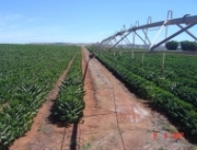 ブラジル　カルモデミナス浅煎り　500g