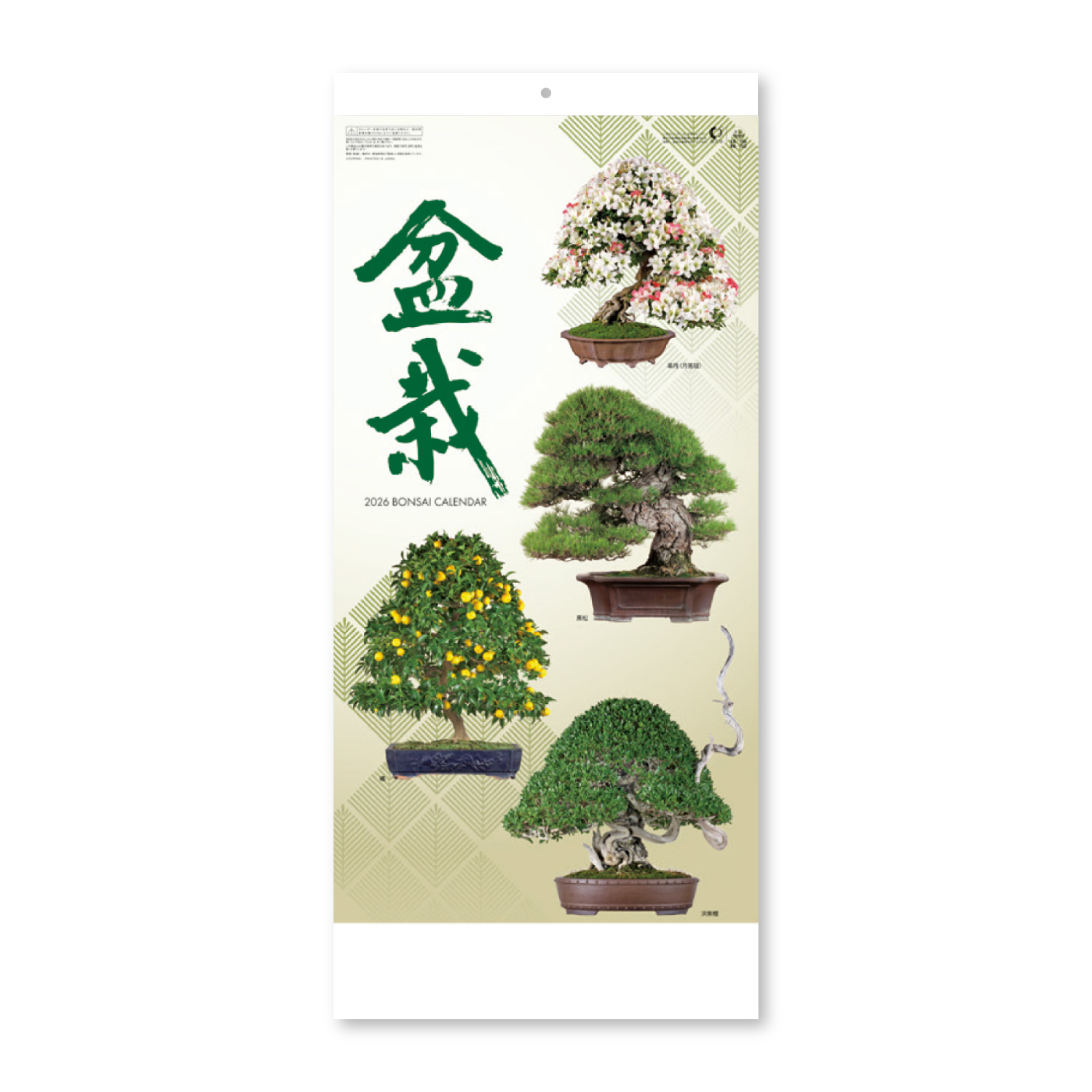 【NK-152】月表 NK-152 盆栽