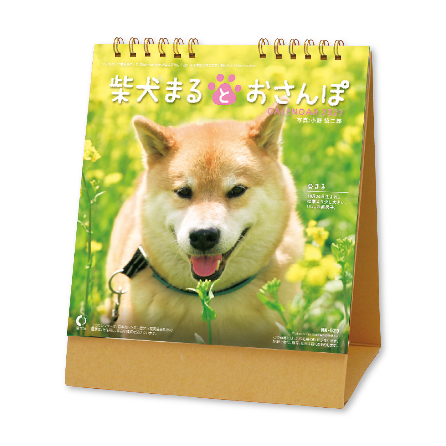 【NK-529】柴犬まるとおさんぽ