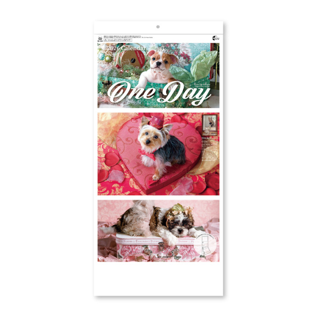 【NK-904】月表 NK-904 ワンデイ(2ヵ月文字)