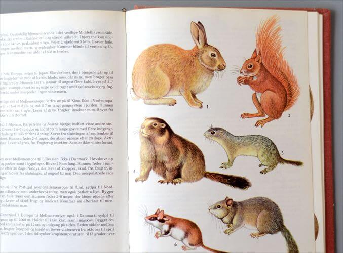 デンマークのイラスト動物・植物図鑑 北欧やヨーロッパの生物誌 洋書 Lademanns naturforer アンティークブック ディスプレイ 古書
