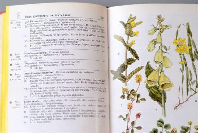 デンマークのイラスト植物図鑑 北欧やヨーロッパの植物誌 洋書 Lademanns naturforer アンティークブック ディスプレイ 古書