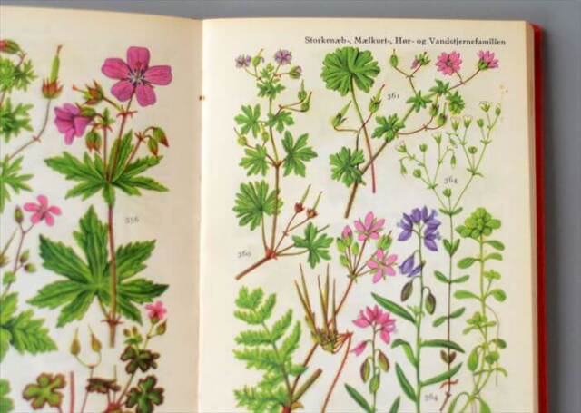 デンマークのイラスト植物図鑑 北欧やヨーロッパの植物誌 洋書 Flora I Farver アンティークブック ディスプレイ 古書