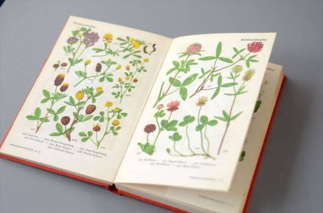 デンマークのイラスト植物図鑑 北欧やヨーロッパの植物誌 洋書 Flora I Farver アンティークブック ディスプレイ 古書