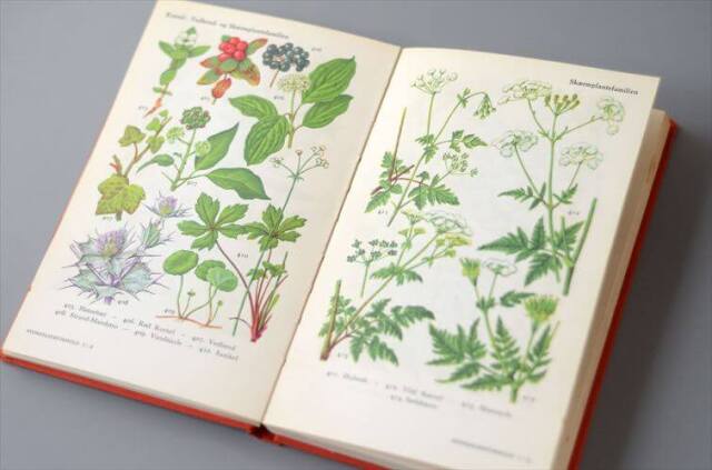 デンマークのイラスト植物図鑑 北欧やヨーロッパの植物誌 洋書 Flora I Farver アンティークブック ディスプレイ 古書