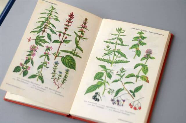 デンマークのイラスト植物図鑑 北欧やヨーロッパの植物誌 洋書 Flora I Farver アンティークブック ディスプレイ 古書