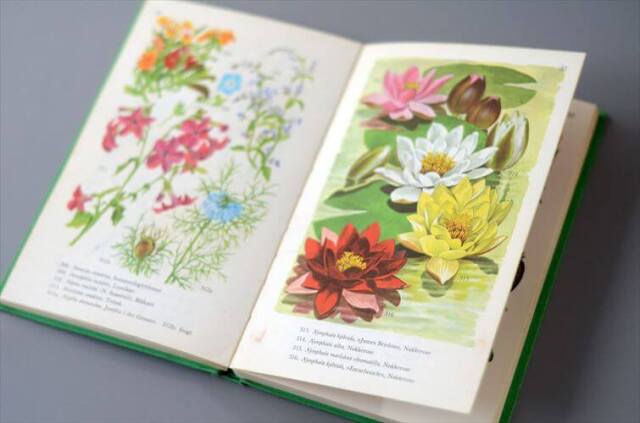 デンマークのイラストお花の図鑑 北欧やヨーロッパの花・植物誌 洋書 Havens Blomster アンティークブック ディスプレイ 古書