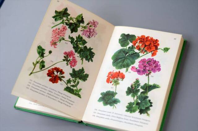 デンマークのイラストお花の図鑑 北欧やヨーロッパの花・植物誌 洋書 Havens Blomster アンティークブック ディスプレイ 古書