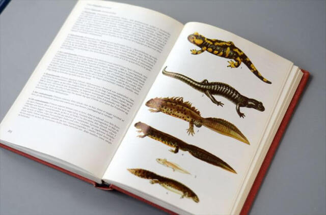 デンマークのイラスト動物・植物図鑑 北欧やヨーロッパの生物誌 洋書 Lademanns naturforer アンティークブック ディスプレイ 古書