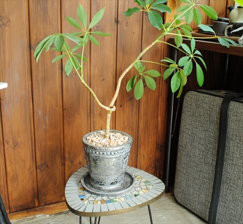 ドイツ買い付け 石のタイルトップ フラワーテーブル 花台 アンティーク ヴィンテージ ディスプレイ 什器
