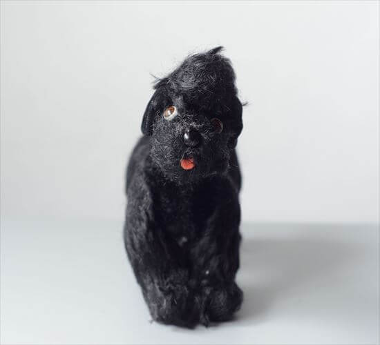 【黒プードル Snobby スノビー】ヴィンテージ シュタイフ 1953-1974年 ドイツ製 Steiff 犬 pudel snobby 黒プードル