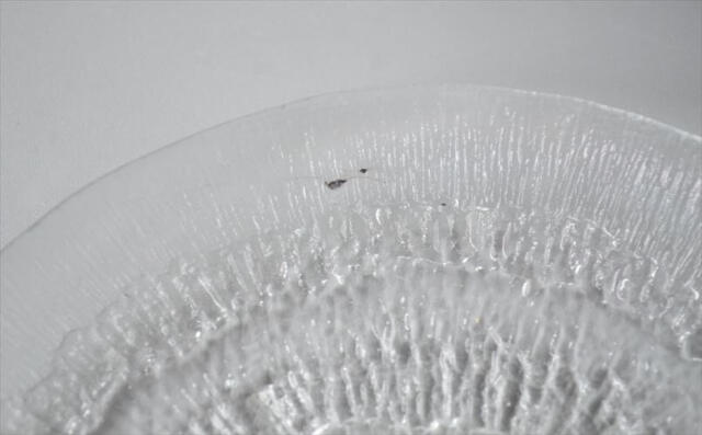 iittala イッタラ Solaris 16.5cm ガラスのプレート ソラリス お皿 北欧 フィンランド アンティーク_250708