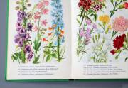 デンマークのイラストお花の図鑑 北欧やヨーロッパの花・植物誌 洋書 Havens Blomster アンティークブック ディスプレイ 古書