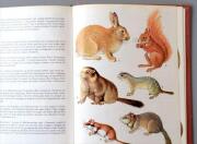 デンマークのイラスト動物・植物図鑑 北欧やヨーロッパの生物誌 洋書 Lademanns naturforer アンティークブック ディスプレイ 古書