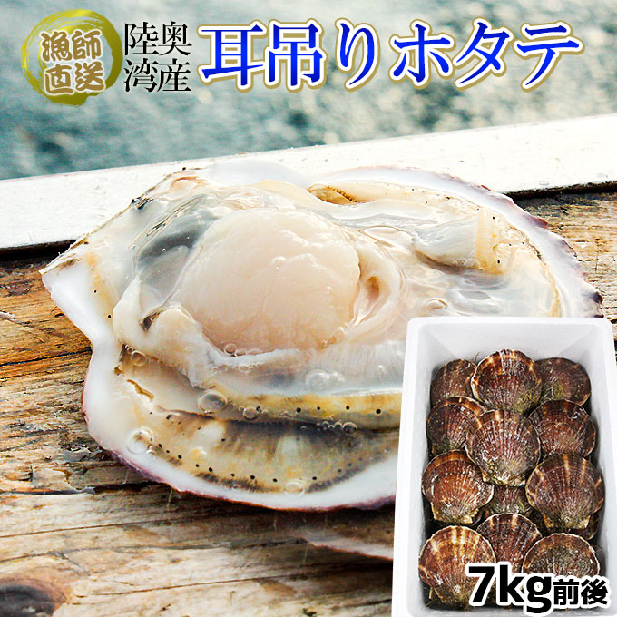 ほたて 活貝 送料無料 青森陸奥湾 【耳吊り ホタテ 7kg前後49-70枚】メガセット 鮮度が命の漁師直送便！ ホタテ 貝焼き味噌 刺し身 などご堪能あれ [※冷蔵便][※産地直送のため同梱不可]