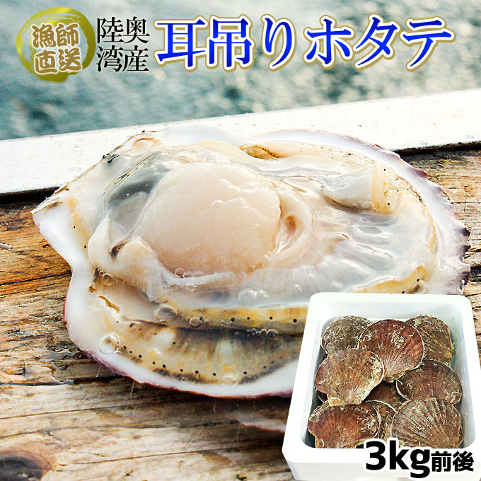 ほたて 活貝 送料無料 青森陸奥湾 【耳吊り ホタテ 3kg前後21-30枚】鮮度が命の漁師直送便！ ホタテ 殻付き 貝焼き味噌 刺し身 などご堪能あれ  [※冷蔵便][※産地直送のため同梱不可]
