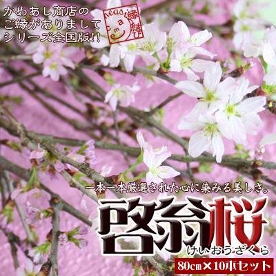 さくら 切花 けいおう桜 啓翁桜 約80cm 10本セット 全国の出荷量80 を占める山形県から産地直送 小さく可憐な薄桃色の花が一足早く春を運んできます 雛飾り 常温便 産地直送のため同梱不可