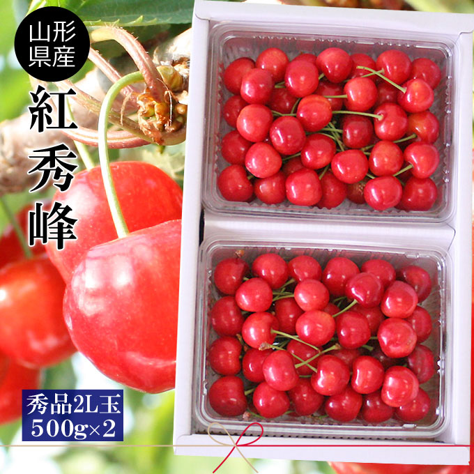 さくらんぼ お中元【山形県産 さくらんぼ 紅秀峰 秀品2Ｌ玉 500ｇ×2Ｐバラ詰め】露地栽培 本場山形県から朝採りを即日直送 サクランボ [※クール便配送][※配送指定不可][※産地直送・同梱不可]