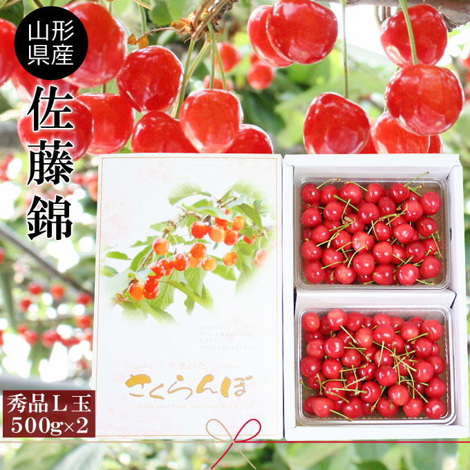 さくらんぼ 佐藤錦 送料無料 お中元 【山形県産 さくらんぼ 佐藤錦 秀L 500g×2バラ詰】本場山形県から朝摘み佐藤錦を産地直送！そのプリプリ感と輝く赤は、まさに樹になるルビー サクランボ [※クール便配送][※産地直送・同梱不可]