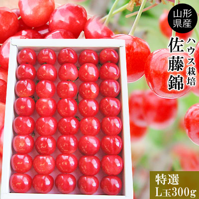 さくらんぼ 佐藤錦 【ハウスさくらんぼ 特選L 300g化粧詰】ルビーのような輝きの真っ赤な佐藤錦を本場山形から直送！[※常温便][※配送指定不可][※産地直送・同梱不可]
