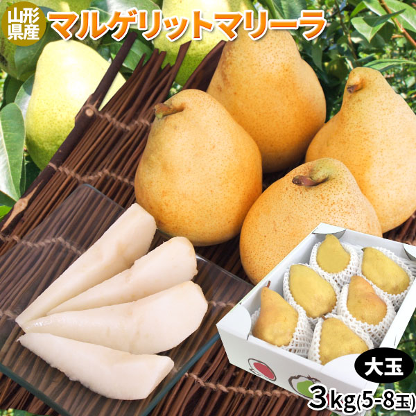 【山形県産西洋梨 マルゲリットマリーラ 3kg】 送料無料大玉 (5-8玉入り)　ラフランスよりも大玉で果汁が豊富！いち早く楽しめる爽やかな洋ナシです。