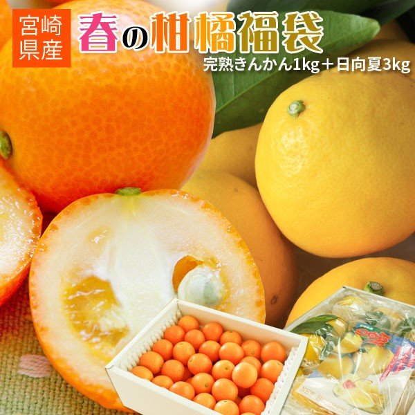 【春の柑橘福袋（きんかん1kg＋日向夏3kg）】送料無料　特別セット　まるかじり完熟きんかん1kgと、高級柑橘日向夏3kgのスペシャルセット！