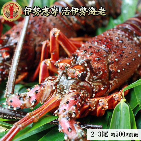 新鮮活きたままお届け 【伊勢海老セット 約500g前後（2－3尾）】 送料無料  伊勢志摩のプレミアム 伊勢エビ を産地直送で お歳暮 特選 ギフト [※常温便][※製造元より産地直送]