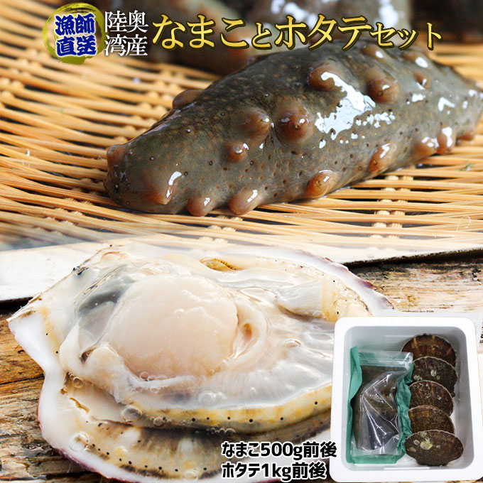 青森県陸奥湾産 ナマコ と ホタテ の豪華セット 送料無料 【活なまこ500g前後+活ほたて1kg前後 6-10枚】有名な陸奥湾に面した野辺地町の なまこ ほたて を活きたまま直送 [※冷蔵][※他商品と同梱不可]