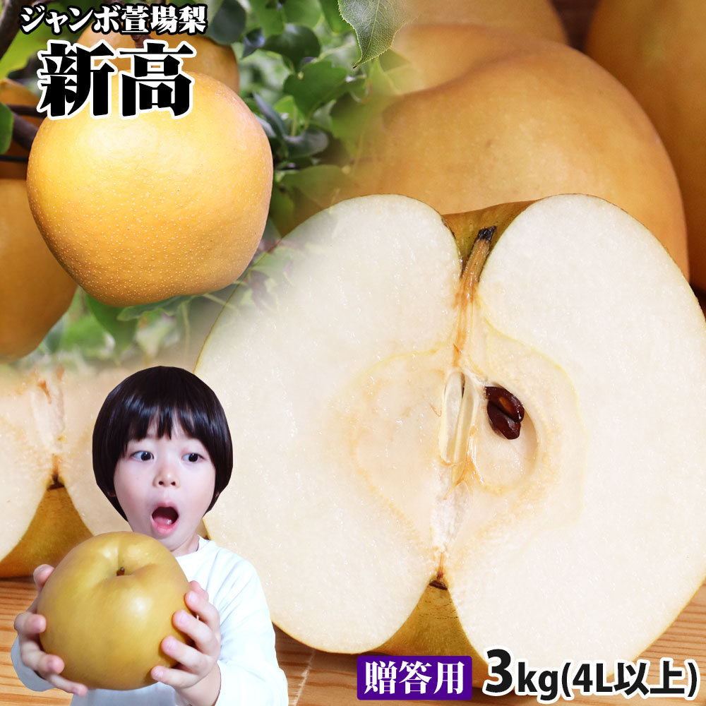 湧き出る甘い果汁 幻の 和梨 【新高 ジャンボ萱場梨 贈答用3kg前後 5-8玉 4L以上】 ジャンボ梨  送料無料 名人石田果樹園から産地直送 じゃんぼ梨 梨 萱場梨 和梨 [※産地直送のため同梱不可]
