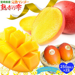 父の日 ギフト 宮崎県産【マンゴー 熟赤の雫 化粧箱2玉 250g以上×2玉】送料無料 鉢植栽培ならではの濃厚な甘さを産地直送 宮崎 完熟 マンゴー 父の日 フルーツ ギフト [※産地直送・同梱不可・常温便・予約順発送]