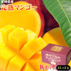 マンゴー 送料無料 宮崎 完熟 【マンゴー 熟赤の雫 化粧箱2玉（2Lサイズ）】(計750-840g)鉢植栽培ならではの濃厚な甘さを産地直送！[※産地直送・同梱不可・常温便・予約順発送]