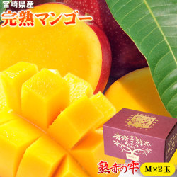 マンゴー 送料無料 宮崎 完熟 【マンゴー 熟赤の雫 化粧箱2玉（Mサイズ）】(計560-649g)鉢植栽培ならではの濃厚な甘さを産地直送！[※産地直送・同梱不可・常温便・予約順発送]