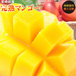 マンゴー 訳あり 送料無料 【宮崎県産 完熟マンゴー 家庭用850g以上】2玉-4玉(1玉200g以上)とろり濃厚！宮崎産 鉢植完熟マンゴーお値打ちご家庭用★[※産地直送・同梱不可・常温便・予約順発送]