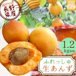 あんず 生食 送料無料 長野県産 【生あんず 1.2kg前後 600g×2パック】手作りアプリコットジャムやシロップ漬け砂糖漬けにどうぞ あんず アンズ 杏 [※クール便][※産地直送同梱不可]